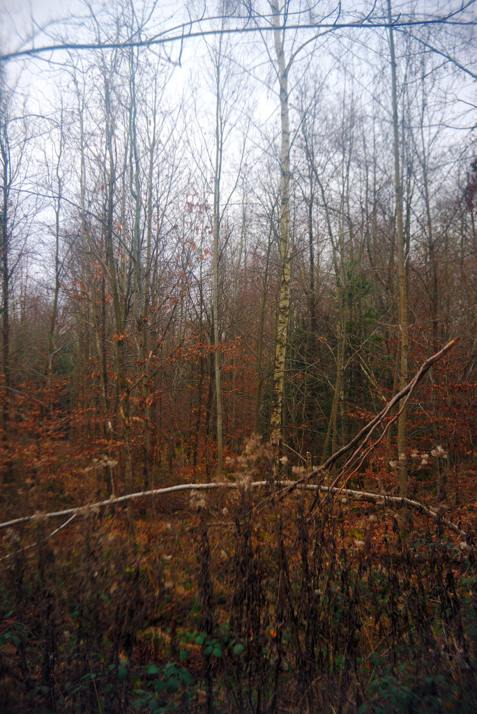 Name:  DSC09477darktable2_0gimp.jpg
Hits: 546
Gre:  281,5 KB