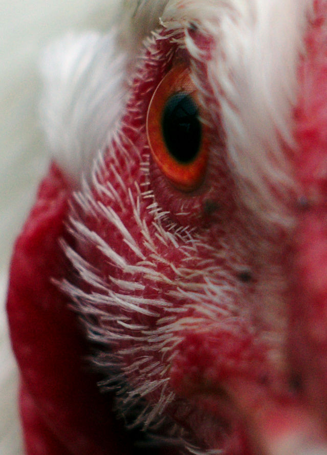 Name:  DSC09546darktable2_0-100.jpg
Hits: 545
Gre:  100,4 KB