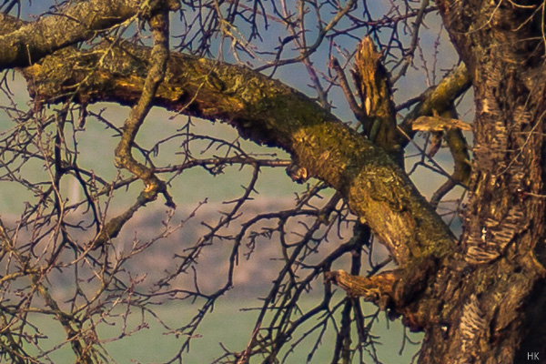 Name:  KP120_crop-1.jpg
Hits: 1149
Gre:  151,3 KB