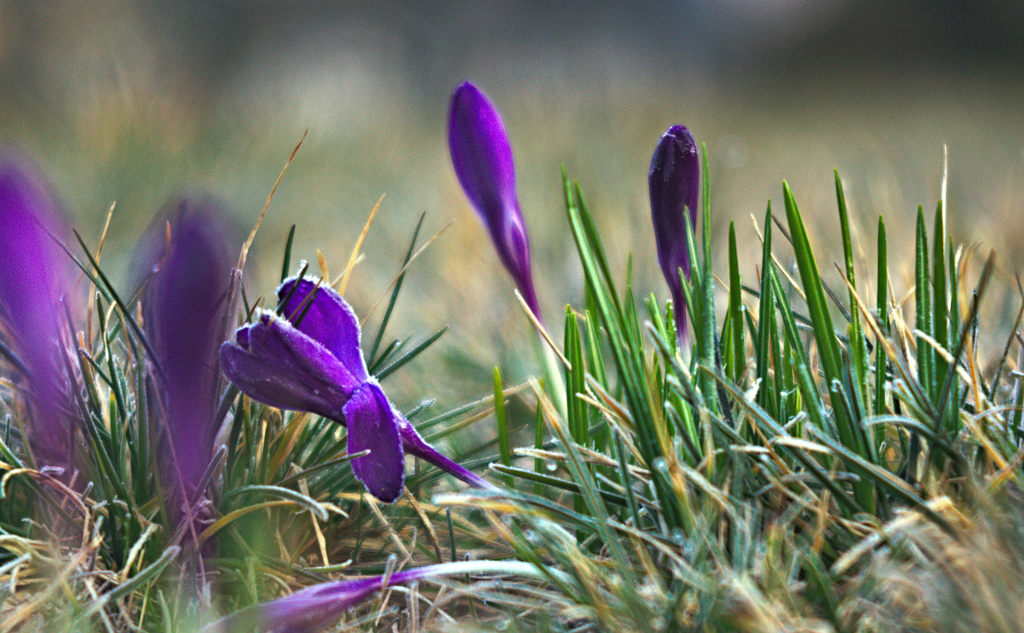 Name:  DSC09319darktable2_0gimp.jpg
Hits: 462
Gre:  208,3 KB