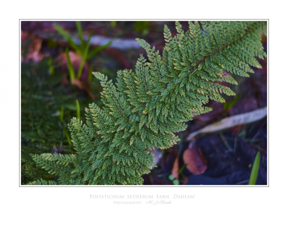 Name:  DSC3539 Hektor Polystichum setiferum 'Dahlem' R.jpg
Hits: 2410
Gre:  197,4 KB