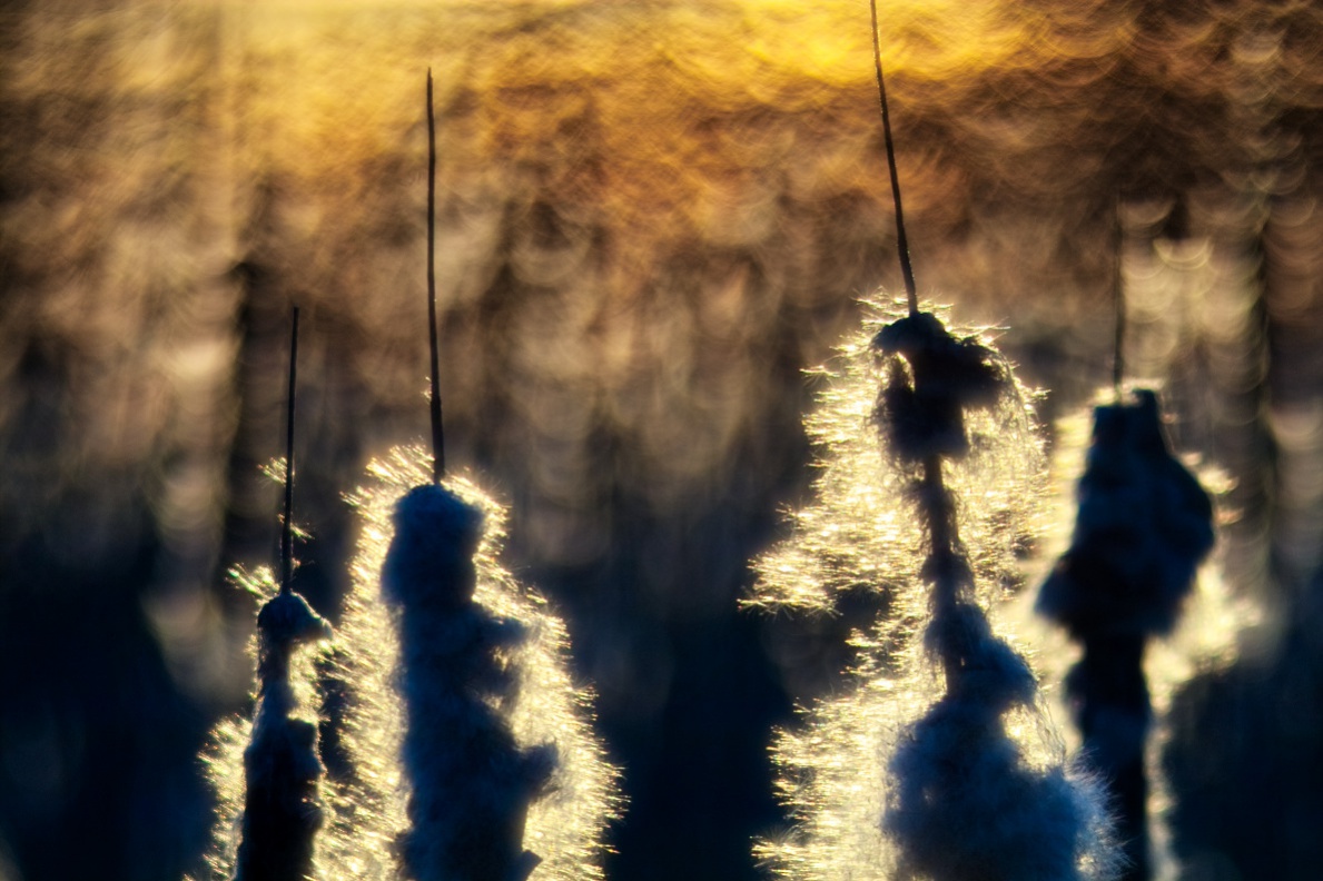 Name:  2016_04_01_SD9_Pentacon150mm_f2k8_Zallmsdorf_Rohrkolben_Gegenlicht_0033_VarA_1190x790pix.jpg
Hits: 580
Gre:  268,1 KB