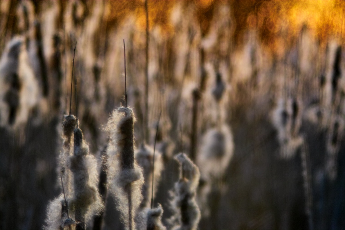 Name:  2016_04_01_SD9_Pentacon150mm_f2k8_Zallmsdorf_Rohrkolben_Gegenlicht_0066_VarB_1190x793pix.jpg
Hits: 542
Gre:  229,8 KB