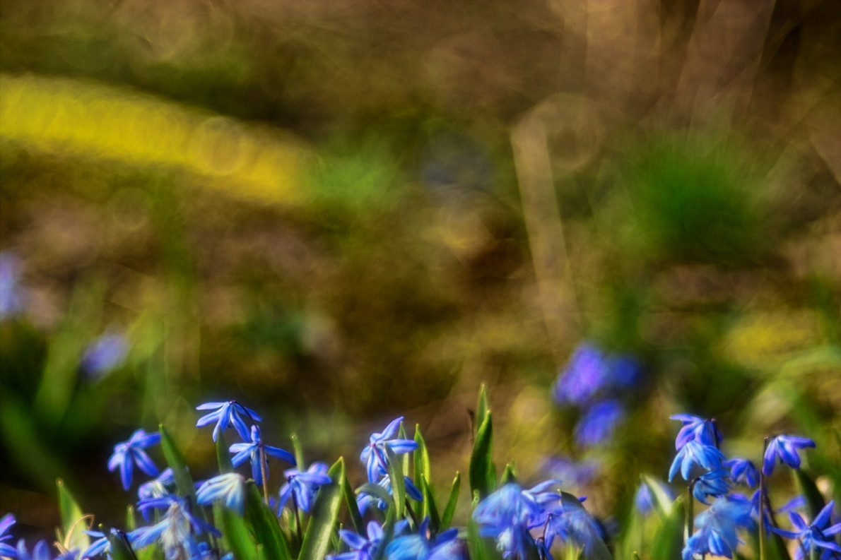 Name:  2016_04_03_SD9_Pentacon_150mm_f2k8_Zallmsdorf_blaue_Blueten_0292_VarB_1190x793pix.jpg
Hits: 597
Gre:  238,0 KB