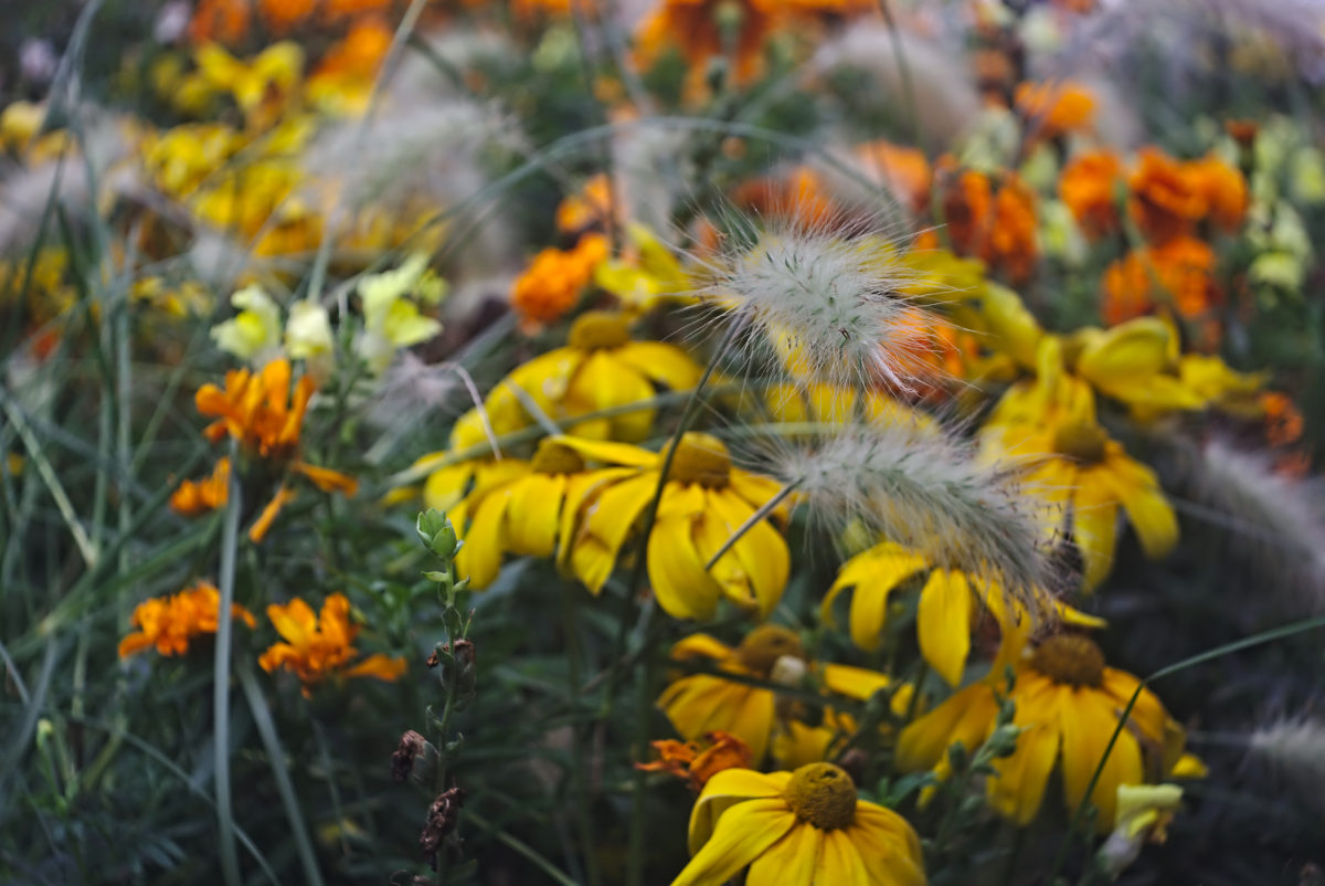 Name:  DSC04616darktable2_0.jpg
Hits: 599
Gre:  202,7 KB