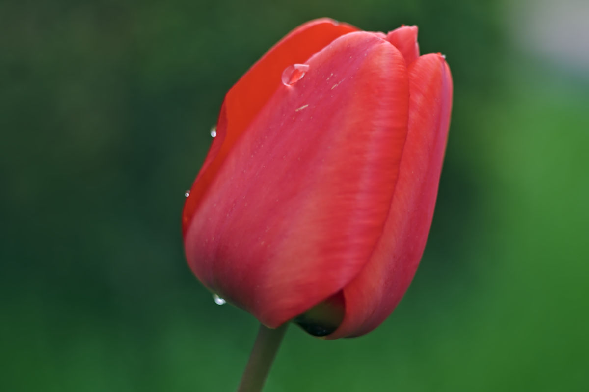 Name:  DSC02599darktable2_0.jpg
Hits: 630
Gre:  92,4 KB
