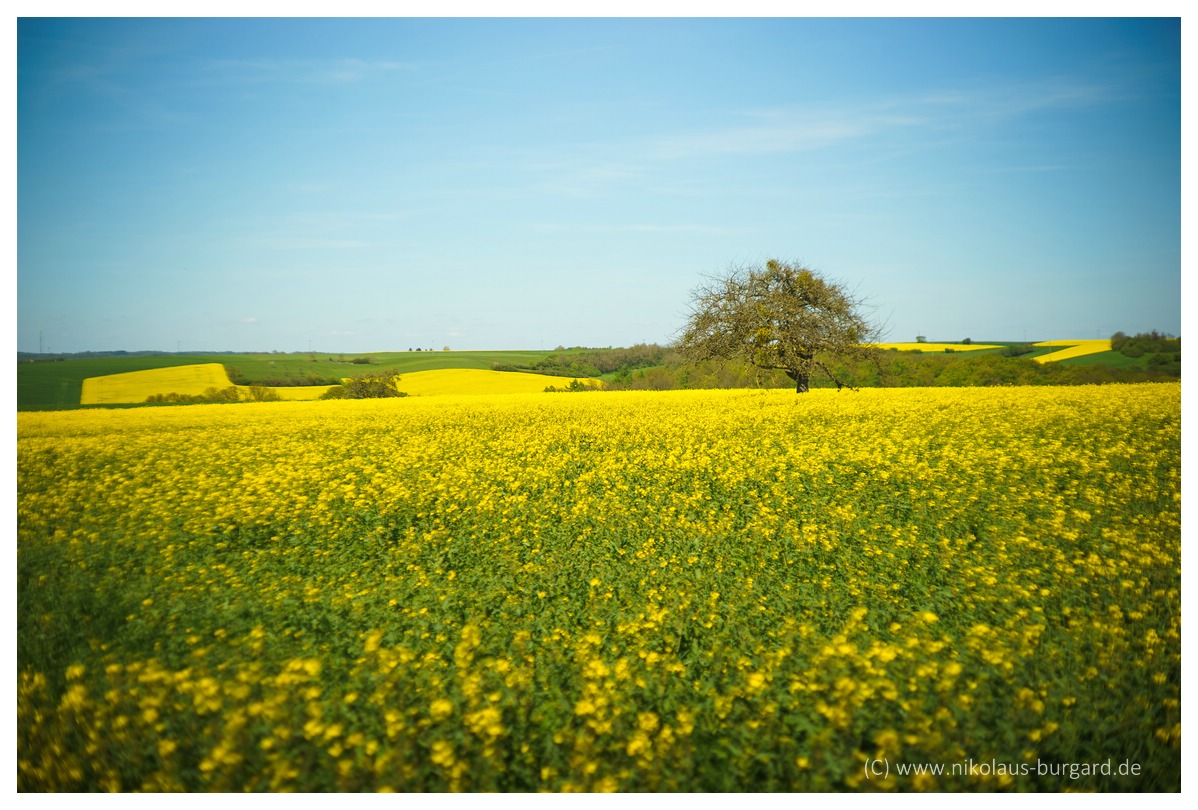 Name:  300kb_Vatertag Rapsfeld 024.jpg
Hits: 656
Gre:  284,5 KB