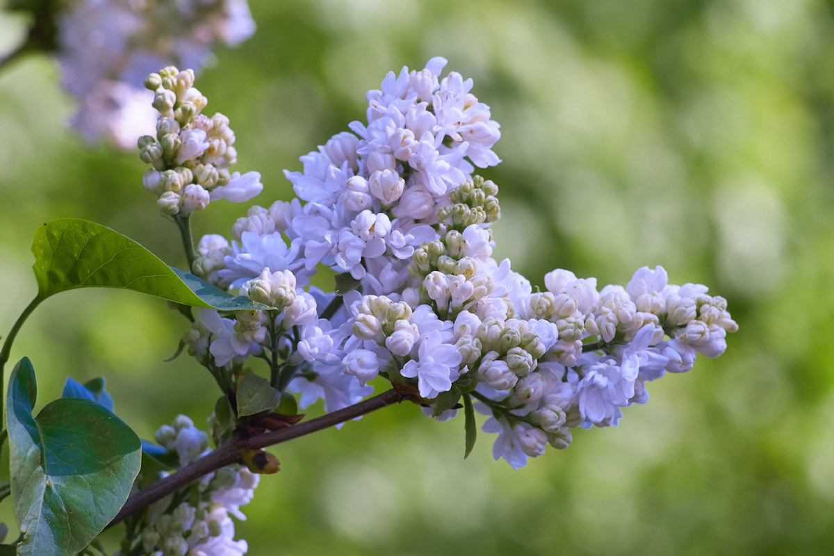 Name:  Kirchheim DSC00010 Zeiss Sonnar 180mm Flieder 05-2016.jpg
Hits: 3360
Gre:  199,5 KB