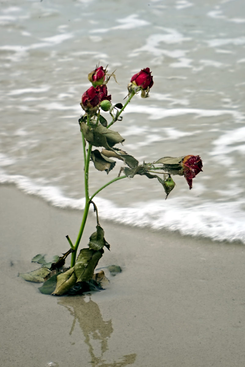 Name:  DSC01180darktable2_0.jpg
Hits: 381
Gre:  153,0 KB