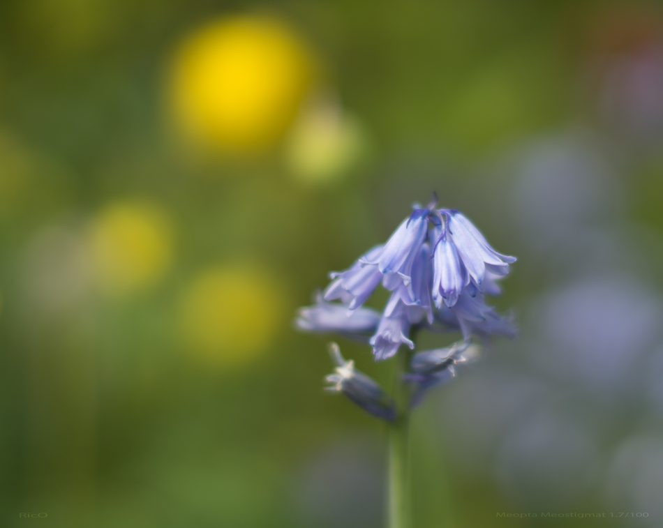 Name:  DSC02219-LR-1.png
Hits: 943
Gre:  554,0 KB