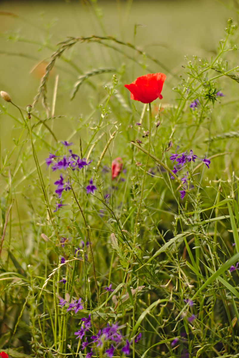 Name:  DSC01963darktable2_0.jpg
Hits: 770
Gre:  245,4 KB