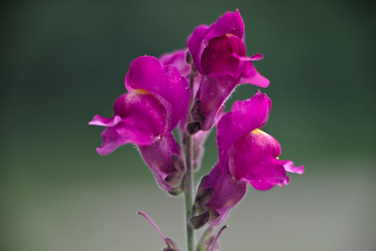 Name:  DSC01958darktable2_0.jpg
Hits: 763
Gre:  102,9 KB