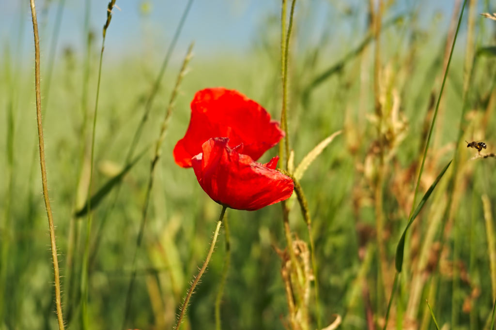 Name:  _DSC1475darktable2_0.jpg
Hits: 566
Gre:  132,1 KB
