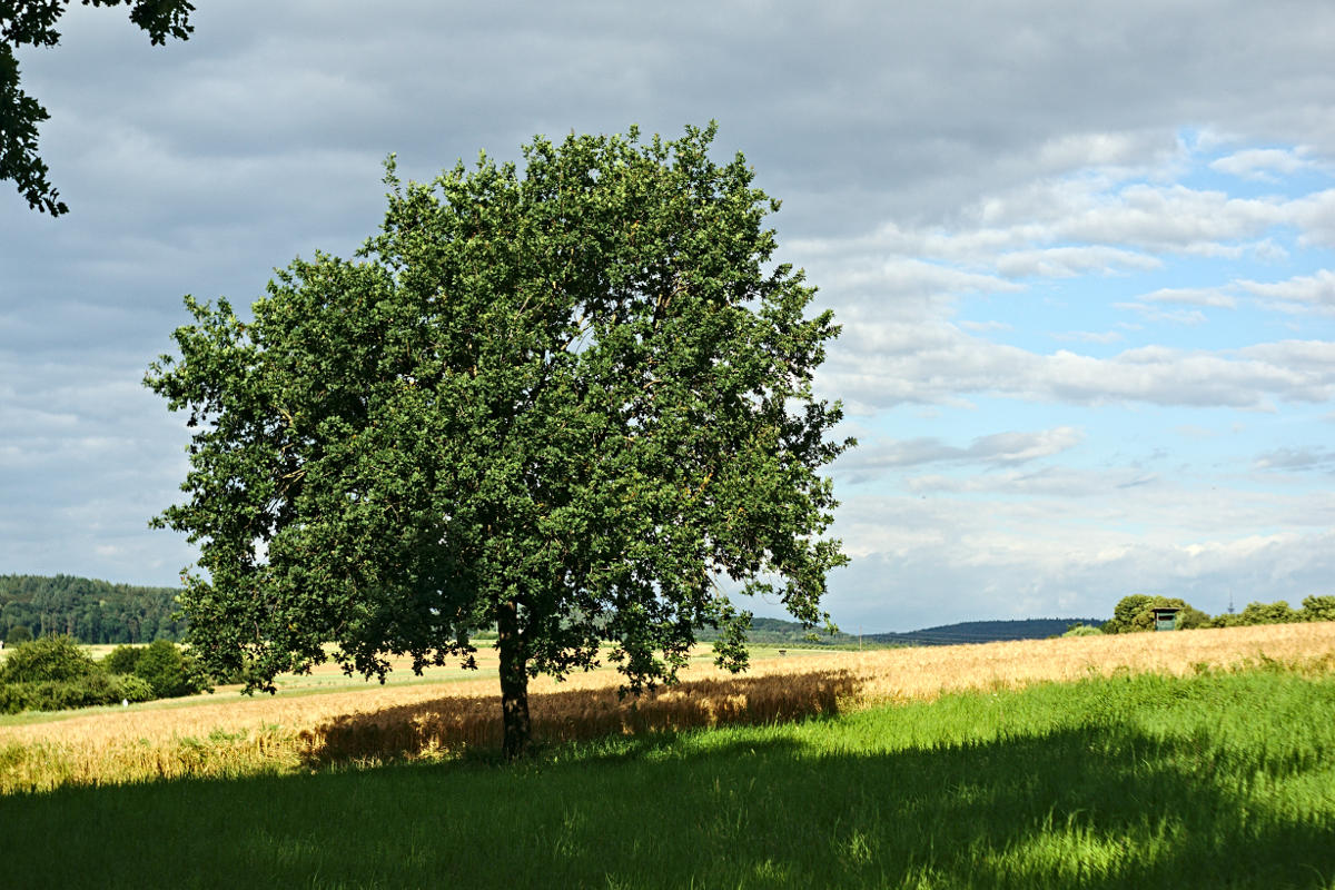 Name:  _DSC1465darktable2_0.jpg
Hits: 519
Gre:  254,7 KB