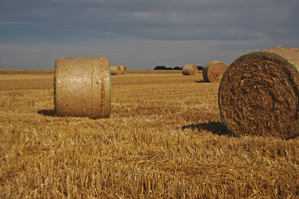 Name:  _DSC1497darktable2_0.jpg
Hits: 513
Gre:  274,7 KB
