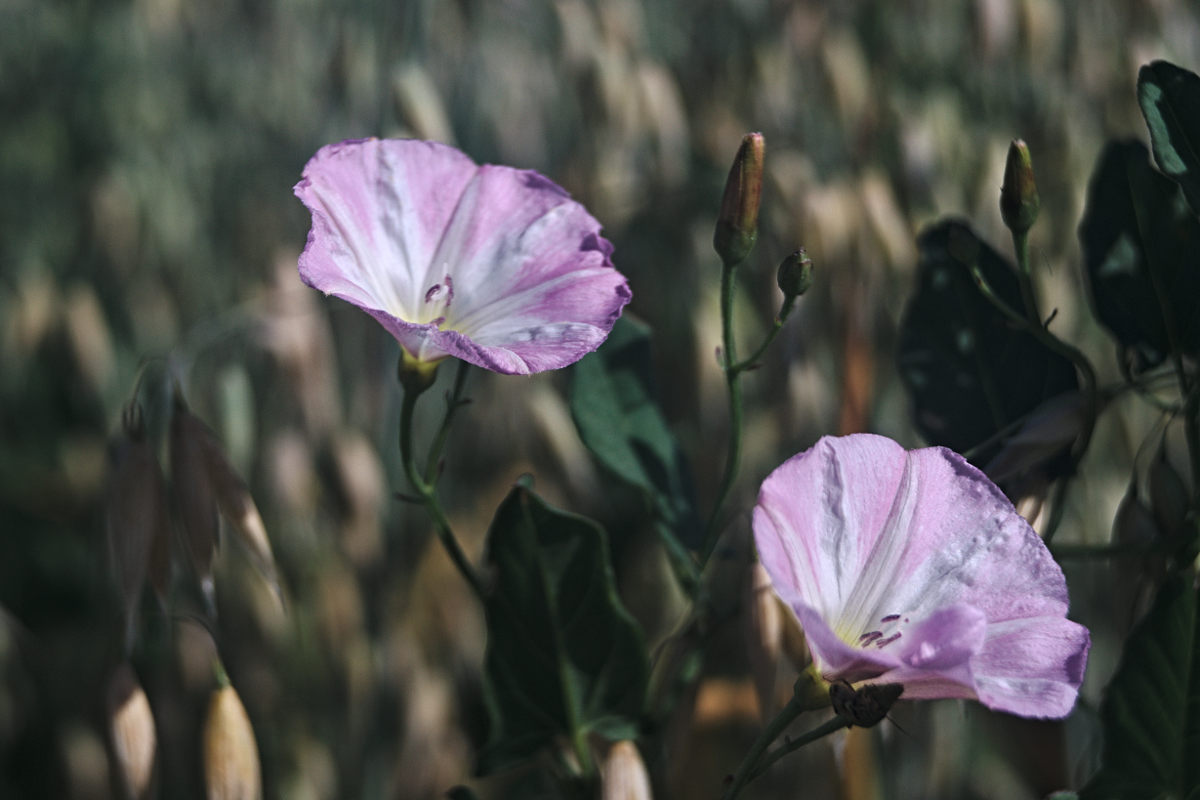 Name:  _DSC1509darktable2_0.jpg
Hits: 472
Gre:  143,4 KB