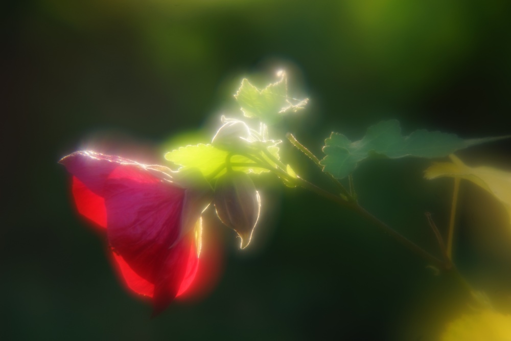 Name:  DSC08406_dig.JPG
Hits: 393
Gre:  116,9 KB