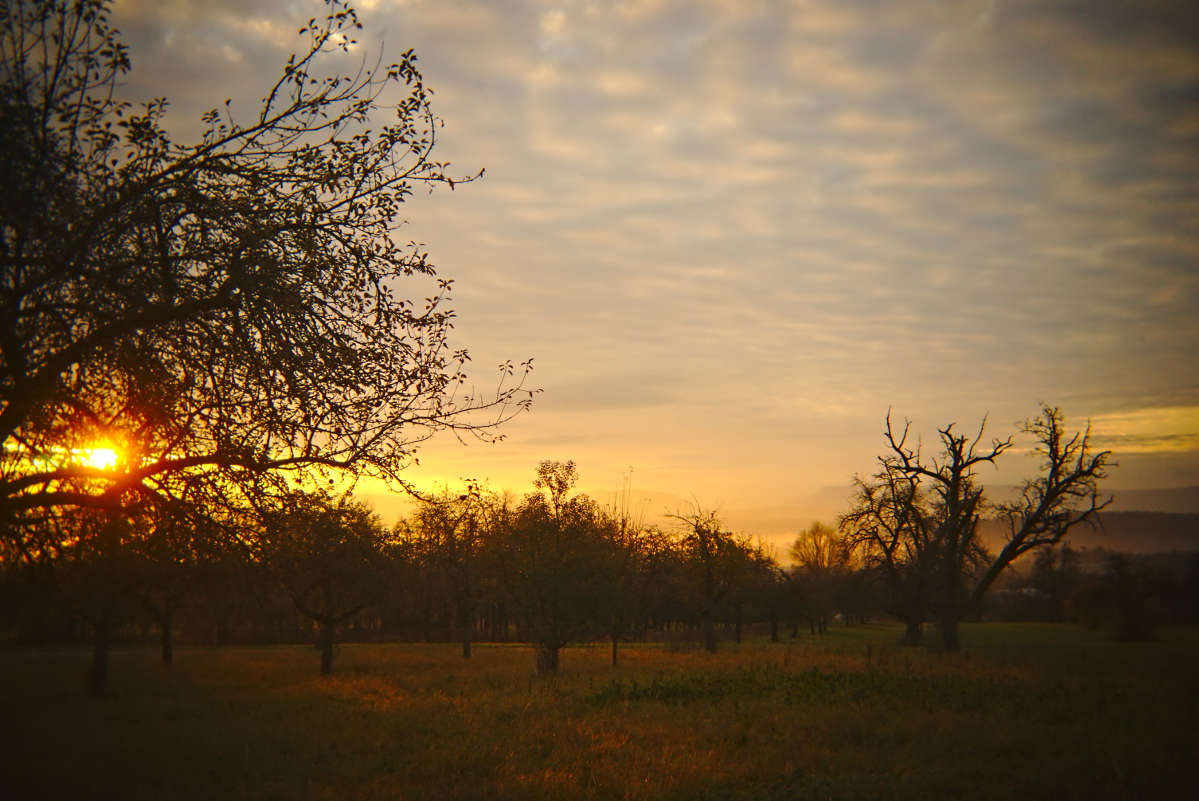 Name:  DSC03698darktable2_2_1.jpg
Hits: 506
Gre:  161,2 KB