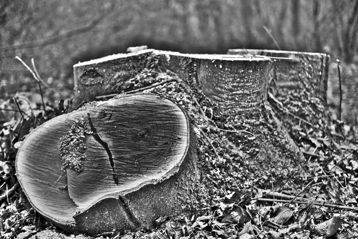 Name:  DSC04059darktable2_2_3.jpg
Hits: 364
Gre:  278,8 KB