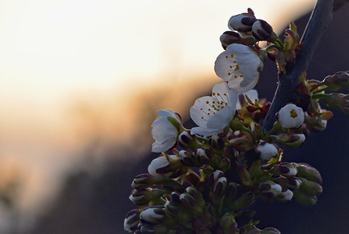 Name:  DSC_0351darktable2_2_3.jpg
Hits: 479
Gre:  162,9 KB