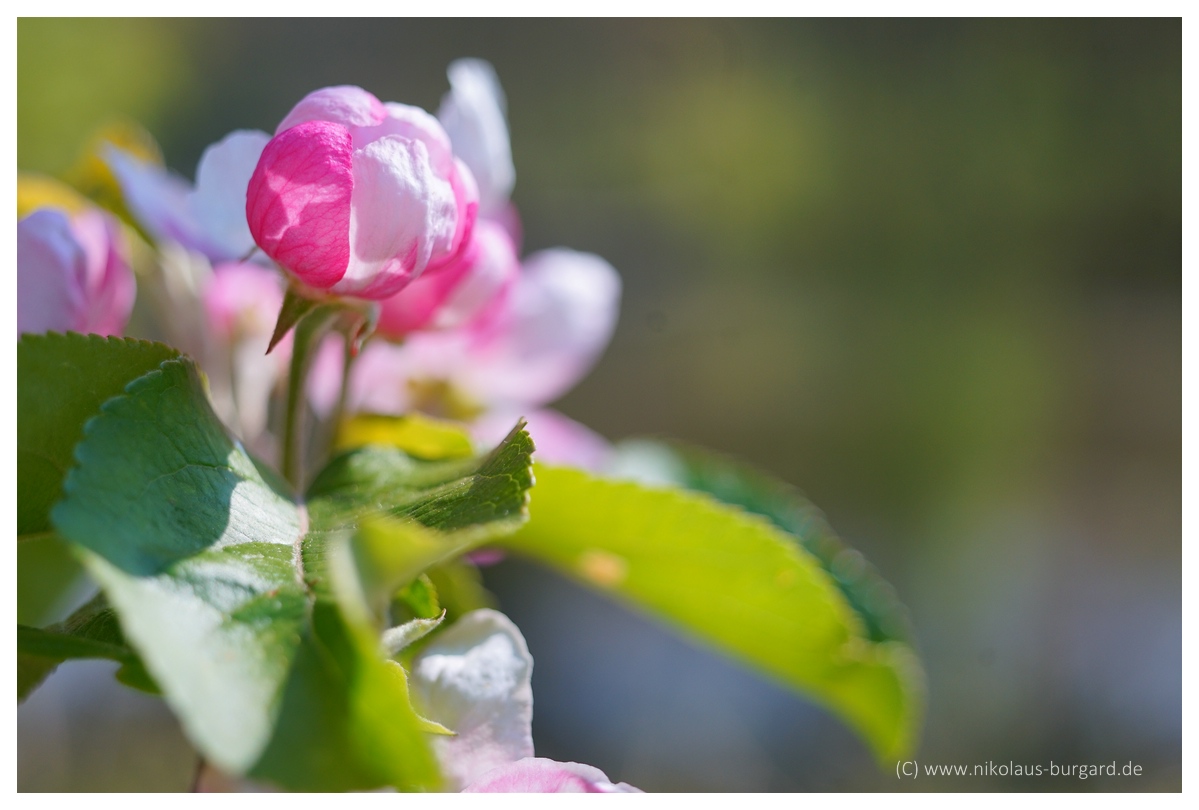Name:  299kb_Tokina 60-120 +FD 50 Makro 070.jpg
Hits: 540
Gre:  265,7 KB