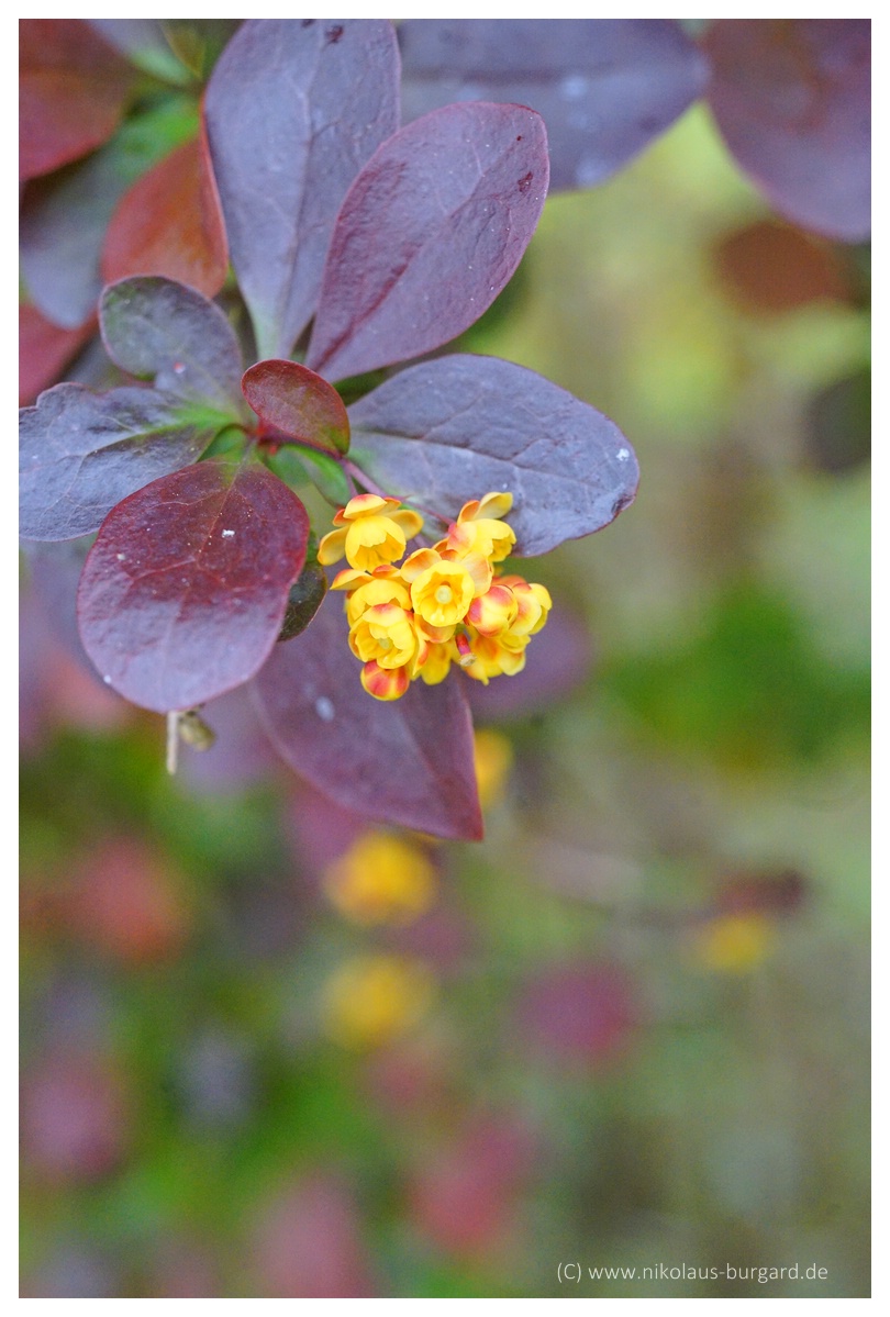 Name:  299kb_Tokina 60-120 +FD 50 Makro 018.jpg
Hits: 524
Gre:  297,6 KB