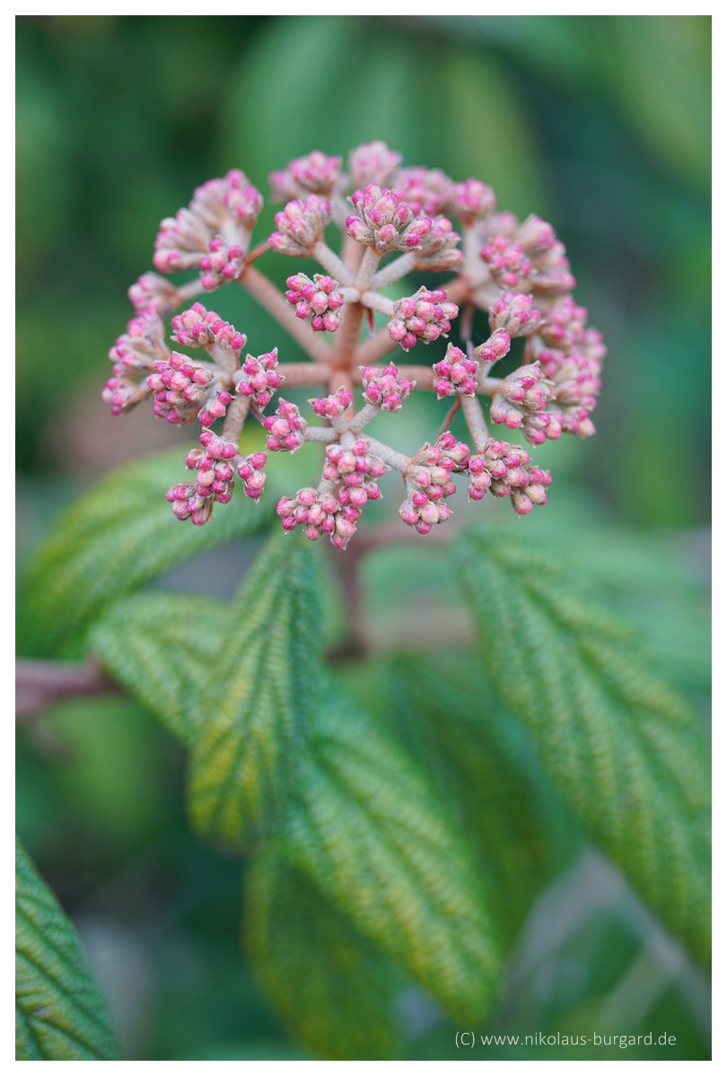 Name:  299kb_Tokina 60-120 +FD 50 Makro 020.jpg
Hits: 507
Gre:  276,1 KB