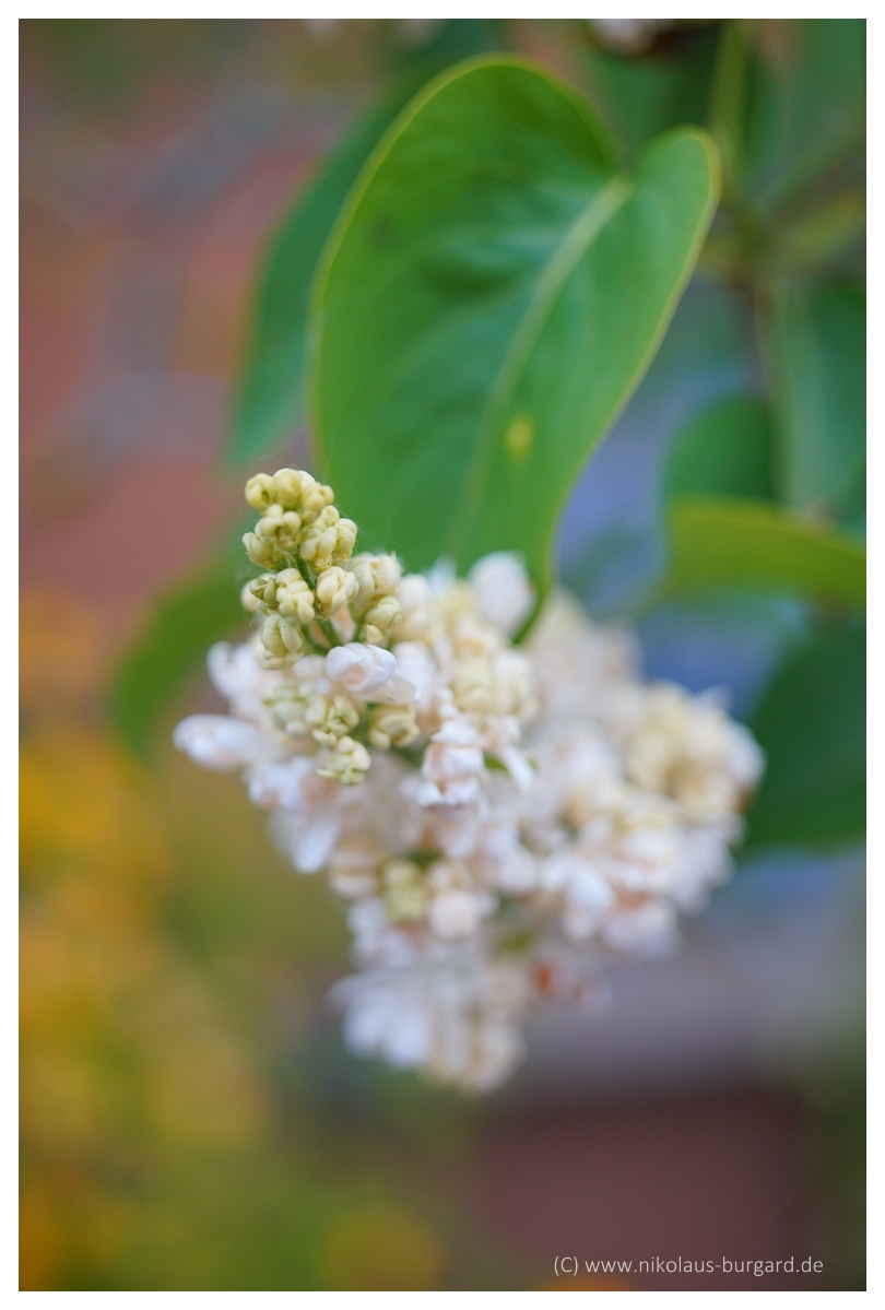 Name:  299kb_Tokina 60-120 +FD 50 Makro 024.jpg
Hits: 501
Gre:  266,7 KB