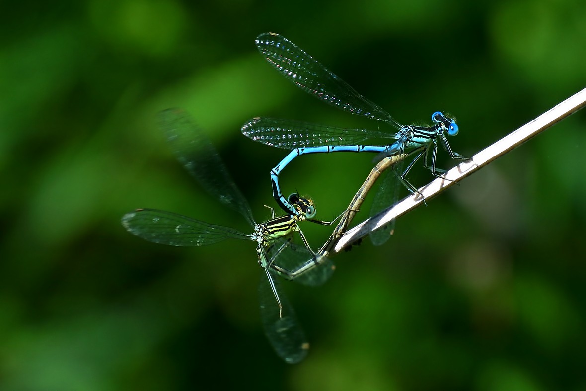 Name:  DSC_3616_Libelle_2.jpg
Hits: 590
Gre:  104,4 KB