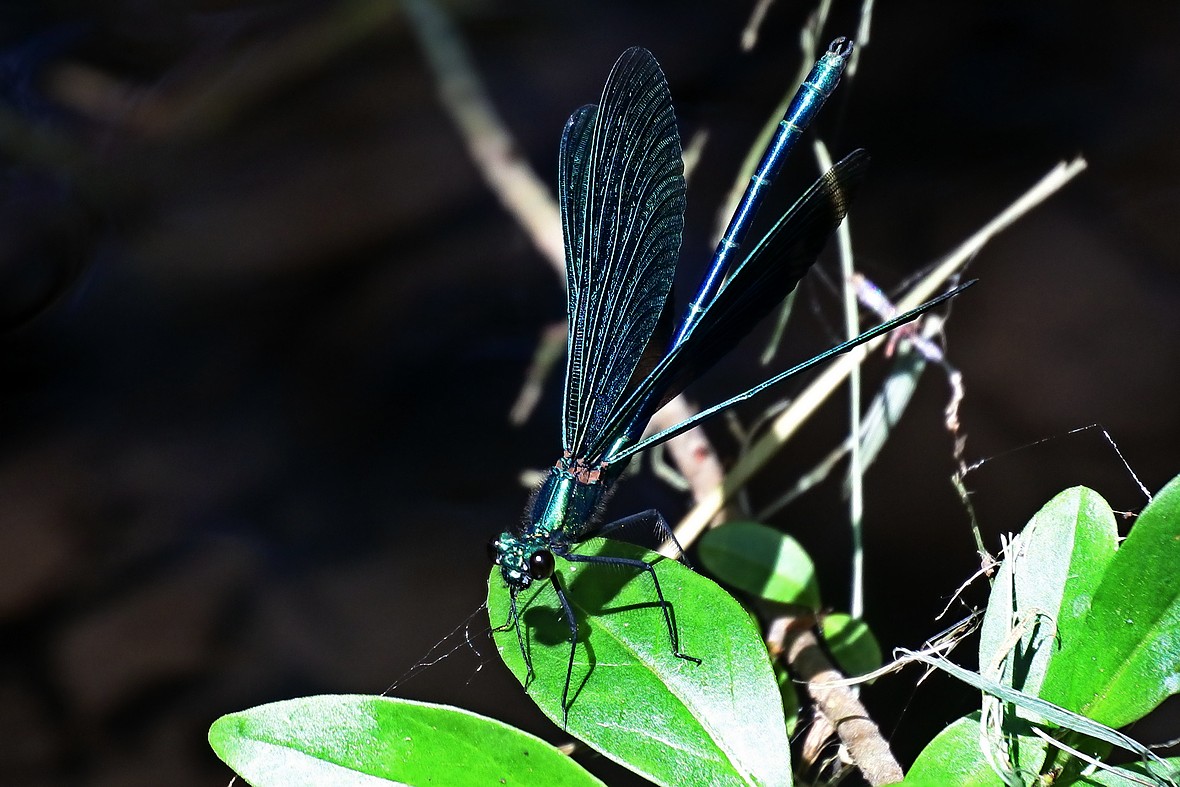 Name:  DSC_3620_Libelle_3.jpg
Hits: 564
Gre:  207,5 KB