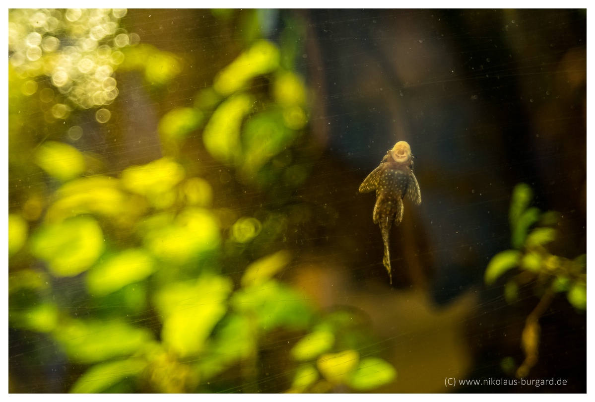Name:  299kb_Am Staden Fujinar+Fujinon 135mm, Fuji 55mm 2.2 116.jpg
Hits: 510
Gre:  263,1 KB