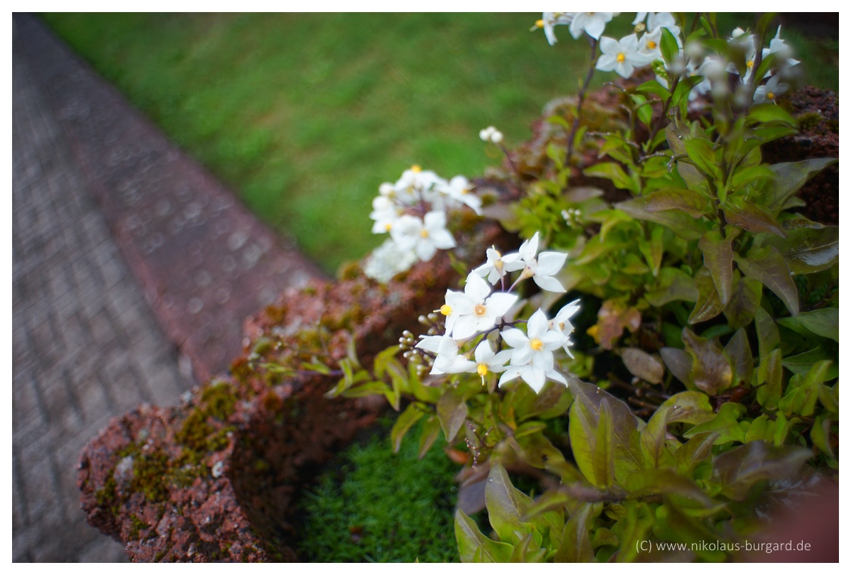 Name:  299kb_Porst WW-Macro 24mm f3.5 X-M GMC 014.jpg
Hits: 1321
Gre:  286,1 KB