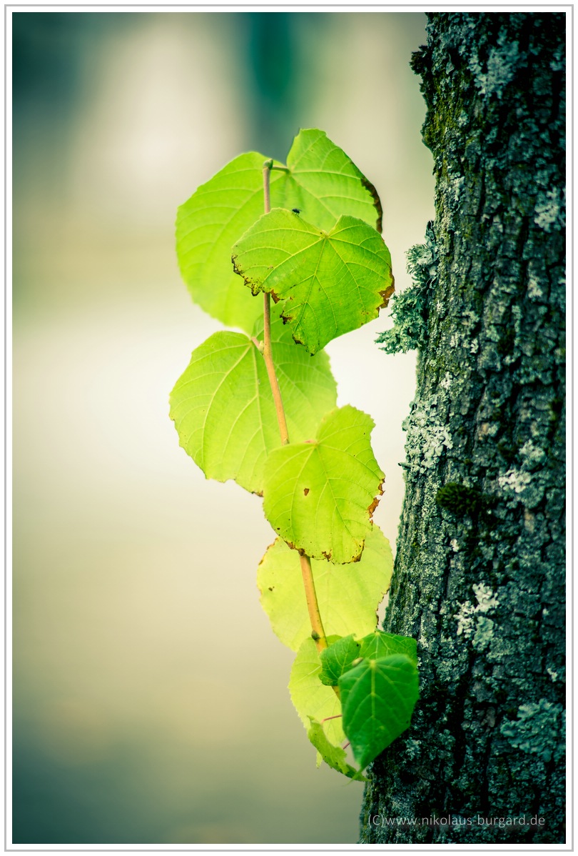 Name:  298kb_Sonntagsmorgenspaziergang Canon FD 135mm f2 025.jpg
Hits: 1513
Gre:  295,4 KB