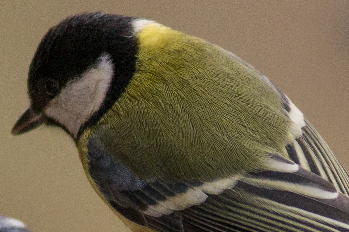 Name:  IMG_2387asdigischnitt.jpg
Hits: 693
Gre:  284,1 KB