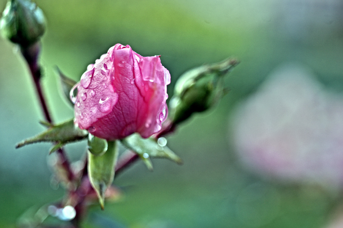 Name:  DSC03728darktable2_2_5.jpg
Hits: 535
Gre:  220,5 KB