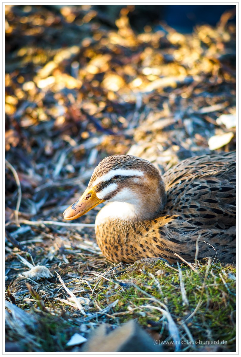 Name:  300kb_DFG  - Olympus Zuiko 50mm f1.4 + 135mm f2.8 034.jpg
Hits: 470
Gre:  292,3 KB