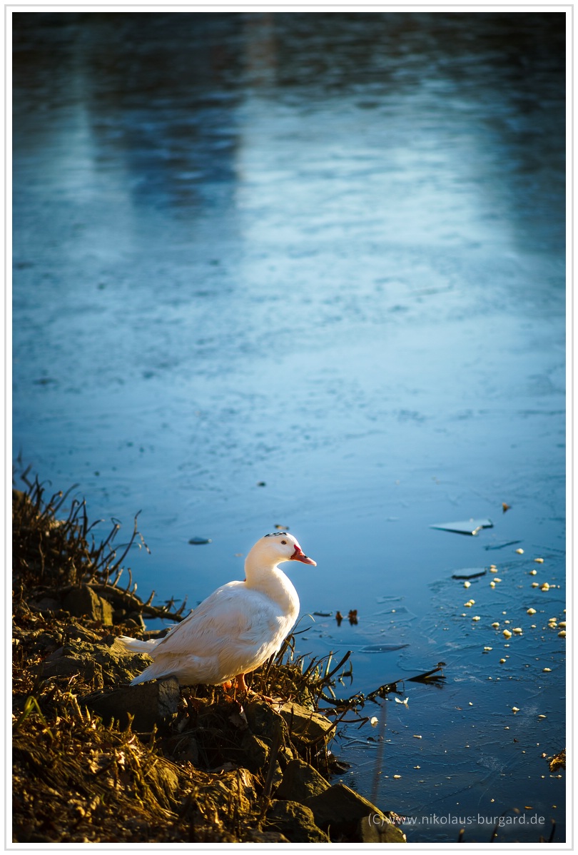 Name:  300kb_DFG  - Olympus Zuiko 50mm f1.4 + 135mm f2.8 009.jpg
Hits: 465
Gre:  286,8 KB