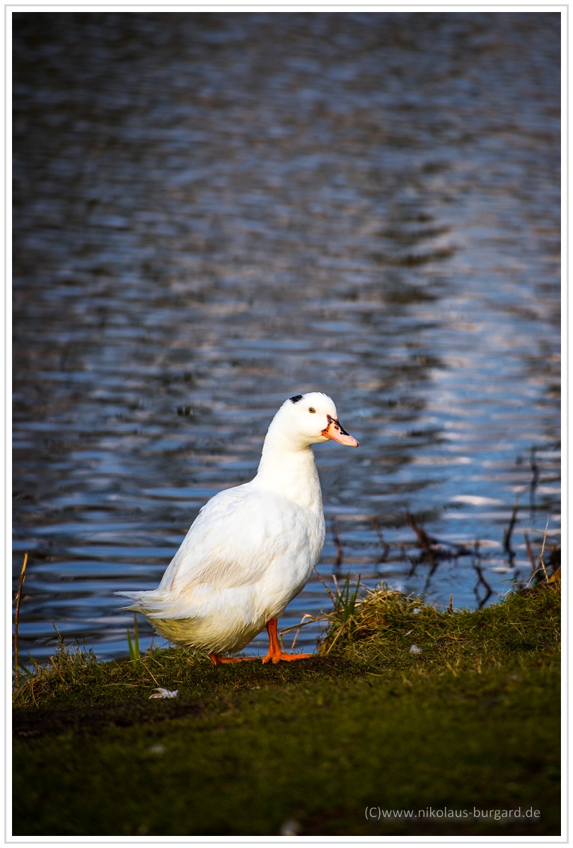 Name:  300kb_Geb.feier Anna Jupiter 3+ GKA Konica 40, 80-200L 089.jpg
Hits: 538
Gre:  290,7 KB