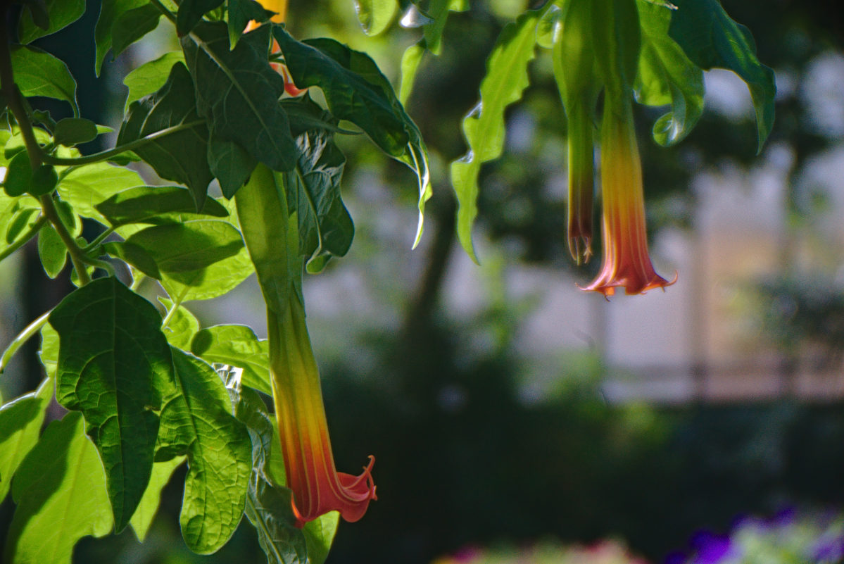 Name:  DSC04525darktable2_4_1.jpg
Hits: 363
Gre:  216,8 KB