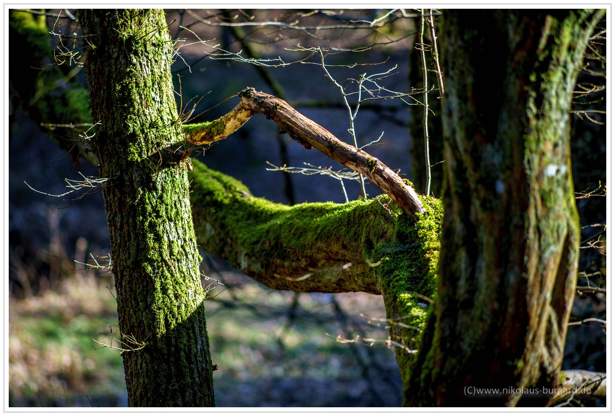 Name:  300kb_Helios 103 53-1.8 + Olympus 135-2.8 025.jpg
Hits: 599
Gre:  297,4 KB