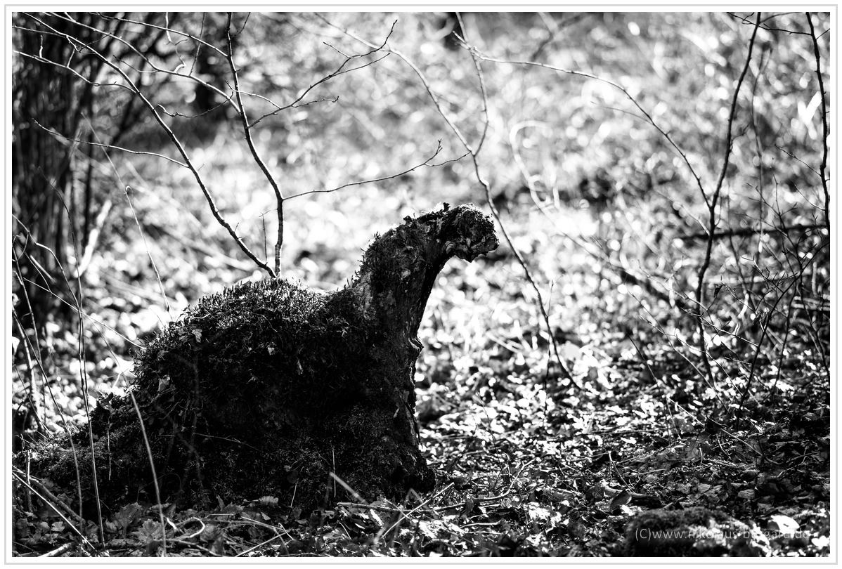Name:  300kb_Helios 103 53-1.8 + Olympus 135-2.8 024.jpg
Hits: 560
Gre:  295,4 KB