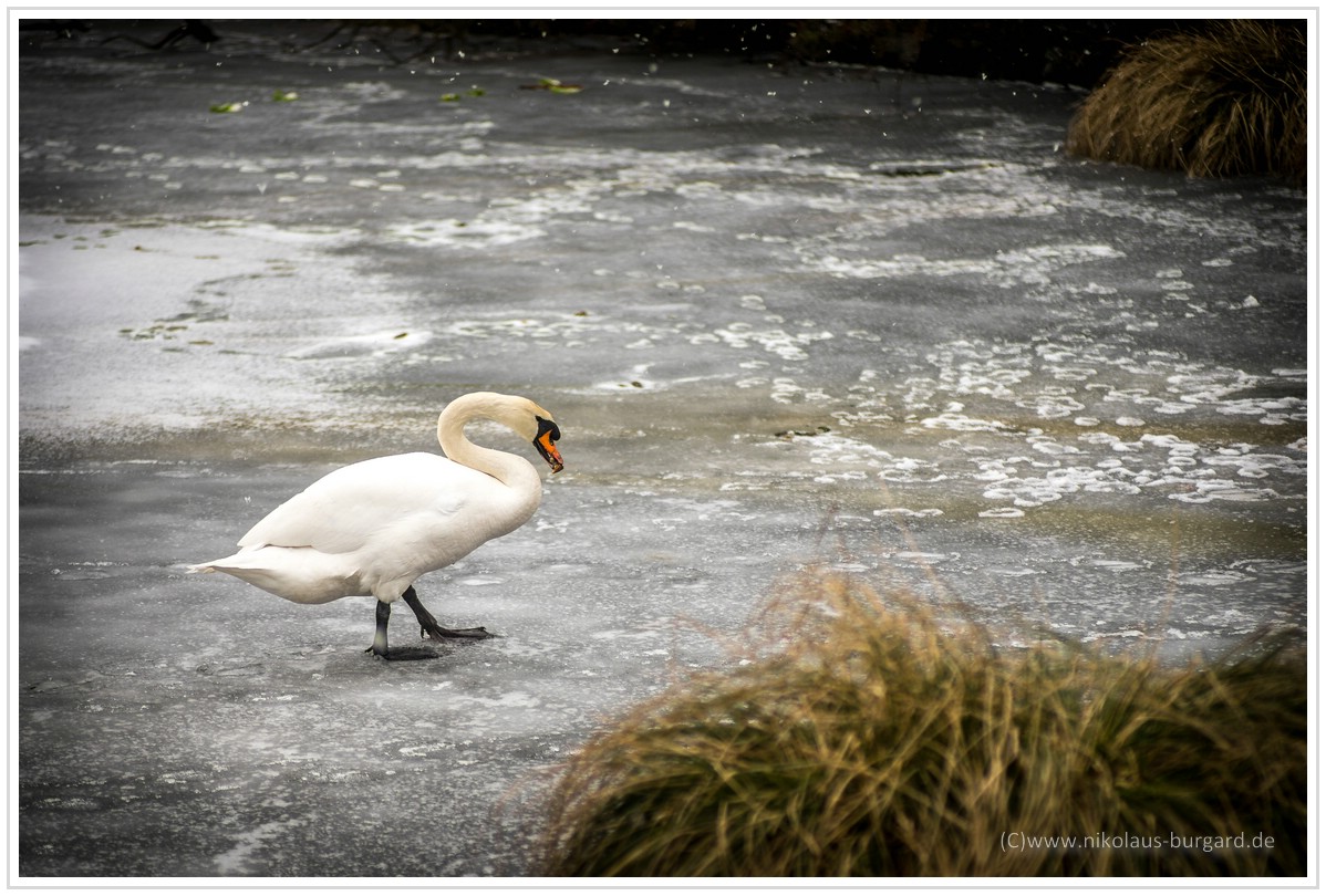 Name:  300kb_Helios 103 + Tokina 60-120-2.8 018.jpg
Hits: 1959
Gre:  288,4 KB