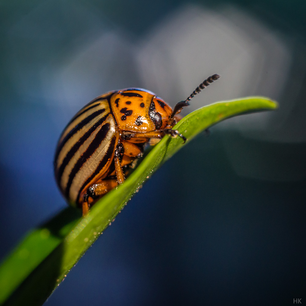 Name:  zuiko38-1.jpg
Hits: 600
Gre:  214,1 KB