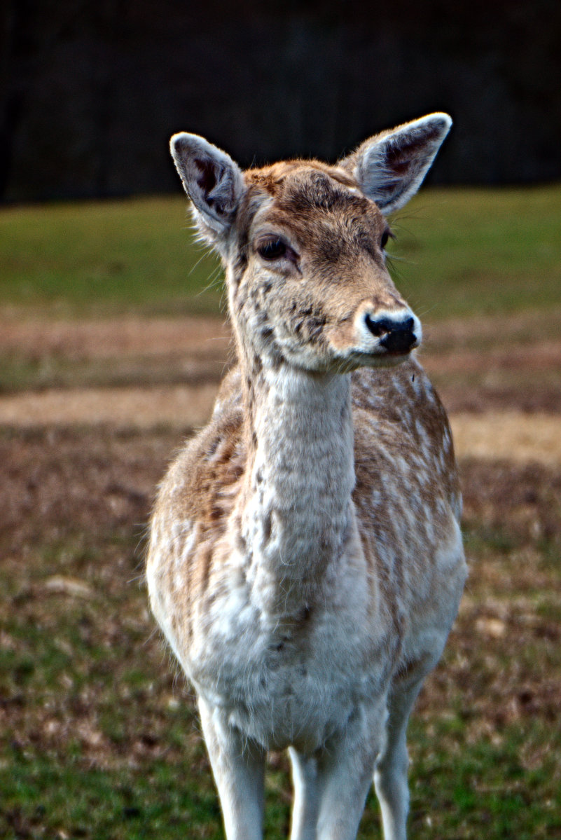 Name:  DSC04622darktable2_4_1.jpg
Hits: 544
Gre:  244,7 KB