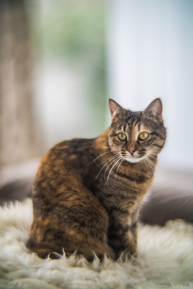 Name:  canonXI90-10.jpg
Hits: 933
Größe:  228,2 KB