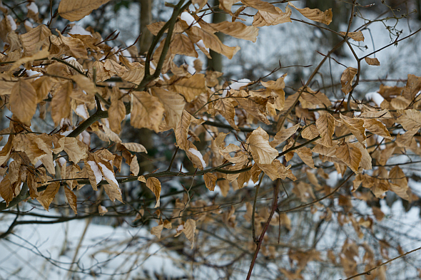 Name:  DSC03522-3.jpg
Hits: 305
Gre:  296,6 KB