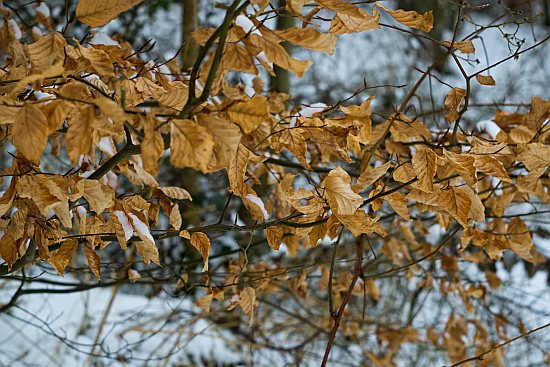 Name:  DSC03522-1.jpg
Hits: 302
Gre:  290,2 KB