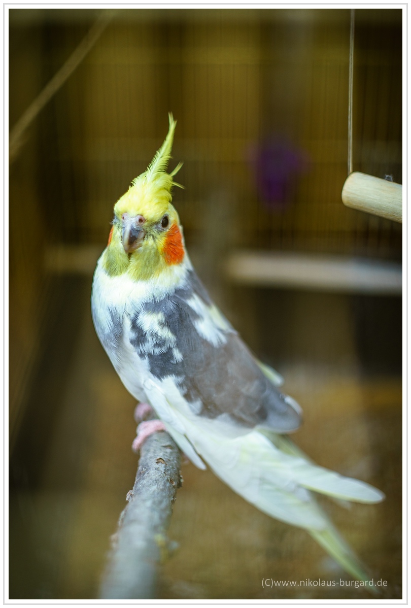 Name:  300kb_CZJ Pancolar 50mm f1.8 023.jpg
Hits: 357
Gre:  272,9 KB