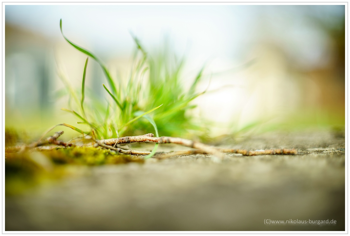 Name:  300kb_CZJ Pancolar 50mm f1.8 034.jpg
Hits: 367
Gre:  268,0 KB
