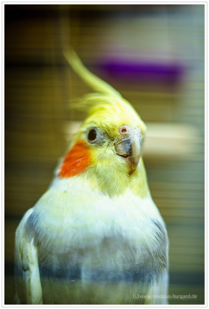 Name:  300kb_CZJ Pancolar 50mm f1.8 024.jpg
Hits: 363
Gre:  277,1 KB